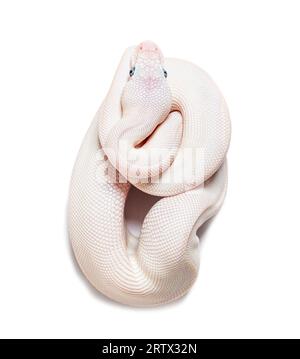 Blue Eyed Leucistic Python Regius, isolato su bianco Foto Stock