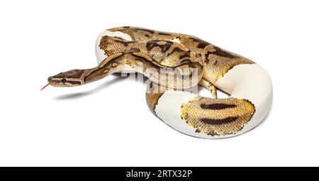 Piebald python regius odore con la sua lingua, isolato su bianco Foto Stock