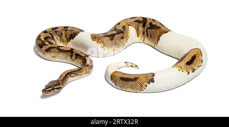 Piebald python regius odore con la sua lingua, isolato su bianco Foto Stock
