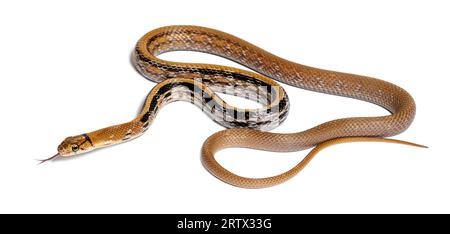 Copperhead ratto serpente lingua fuori, Coelognathus radiatus, isolato su bianco Foto Stock