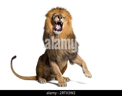 Leone seduto che tira un volto, guarda la telecamera e mostra i suoi denti con una zampa sollevata, isolato su bianco Foto Stock