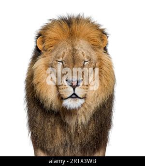 Ritratto di un leone adulto di fronte alla fotocamera, occhi chiusi, Panthera leo, isolato su bianco Foto Stock