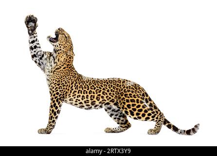 Vista laterale di un leopardo che tende le zampe verso l'alto, bocca aperta che mostra le zanne, Panthera pardus, isolato su bianco Foto Stock