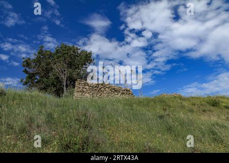 Cespugli verdi su un prato estivo sull'isola di Rab in Croazia Foto Stock