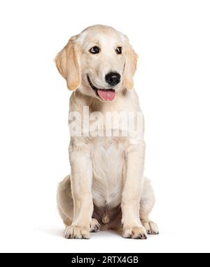 Happy Panting Puppy Golden Retriever guardando lontano, quattro mesi fa, isolato su bianco Foto Stock