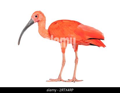 Scarlet ibis, Eudocimus ruber, isolato su bianco Foto Stock