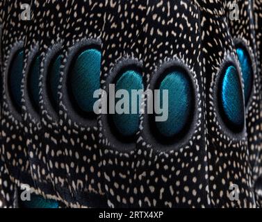 Primo piano sugli Eyespot o sull'ocellus sulle piume del pavone-fagiano di Palawan, Polyplectron napoleonis Foto Stock