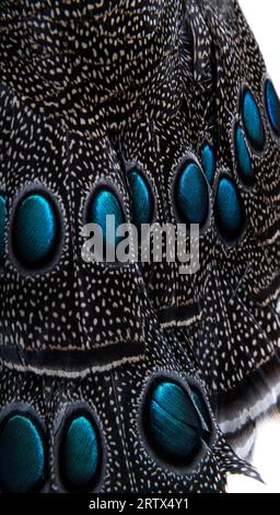 Primo piano sugli Eyespot o sull'ocellus sulle piume del pavone-fagiano di Palawan, Polyplectron napoleonis Foto Stock