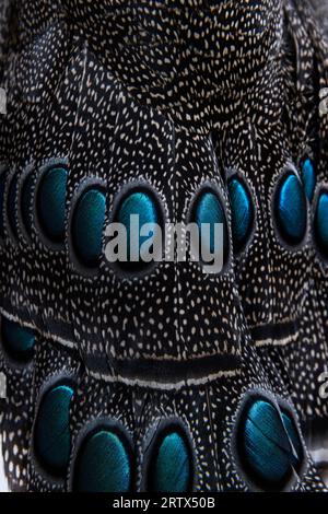 Primo piano sugli Eyespot o sull'ocellus sulle piume del pavone-fagiano di Palawan, Polyplectron napoleonis Foto Stock