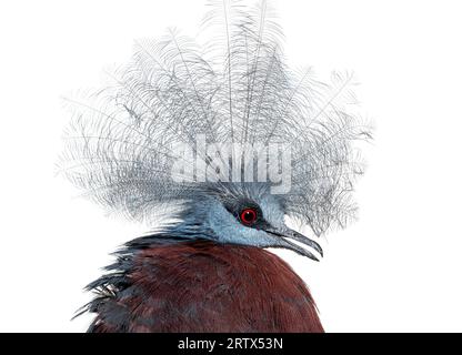 Colpo di testa e cresta del piccione incoronato di uno Sclater, Goura Sclaterii, isolato su bianco Foto Stock