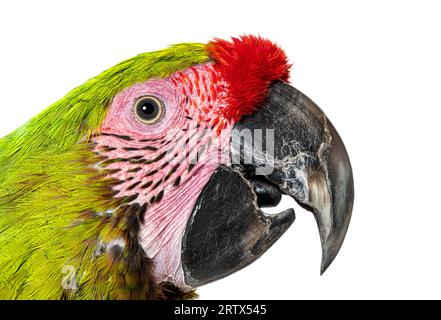 Primo piano di un colpo di testa di Macaw verde grande, becco aperto, Ara ambiguus, isolato su bianco Foto Stock