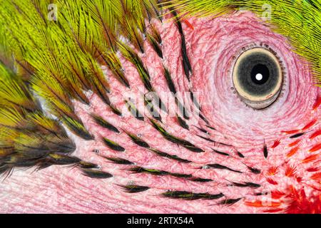 Foto macro della testa di un grande uccello macauro verde, dettagli su occhi e piccole piume, Ara ambiguus, isolato su bianco Foto Stock