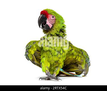 Arrabbiato grande macaw verde che diffonde le sue ali e piume per impressionare , Ara ambiguus, isolato su bianco Foto Stock