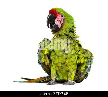 Arrabbiato grande macaw verde che diffonde le sue ali e piume per impressionare , Ara ambiguus, isolato su bianco Foto Stock