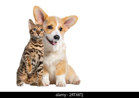 gatto e cane insieme, cane cucciolo e gatto del bengala, guardando la macchina fotografica, isolato su bianco Foto Stock
