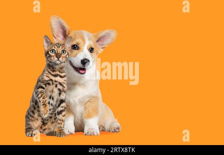 Gatto e cane seduti insieme, cucciolo gallese Corgi e gatto del bengala che guardano la macchina fotografica, su sfondo arancione Foto Stock