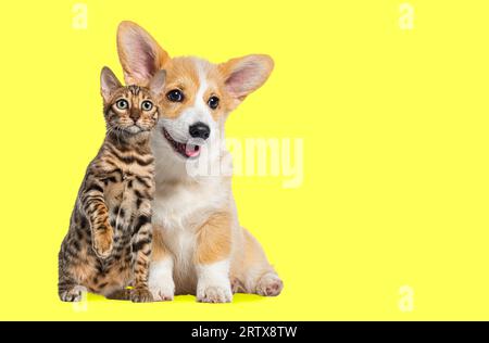 Gatto e cane seduti insieme, cucciolo gallese Corgi e gatto del bengala che guardano la macchina fotografica, isolati sul giallo Foto Stock