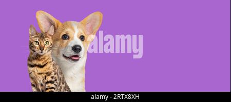 Gatto e cane insieme, Puppy Welsh Corgi e bengala ACT, isolati sul viola, banner web Foto Stock