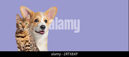 Gatto e cane insieme, Puppy Welsh Corgi e bengala ACT, isolati su viola Foto Stock