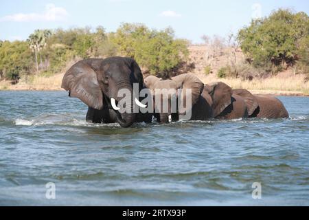 Lusaka. 8 settembre 2019. Gli elefanti attraversano il fiume Zambesi in Zambia, 8 settembre 2019. Lo Zambia è una centrale mineraria dell'Africa meridionale ed è uno dei maggiori produttori di rame del continente. Il paese è anche ricco di risorse turistiche, attirando turisti in tutto il mondo. Crediti: Peng Lijun/Xinhua/Alamy Live News Foto Stock