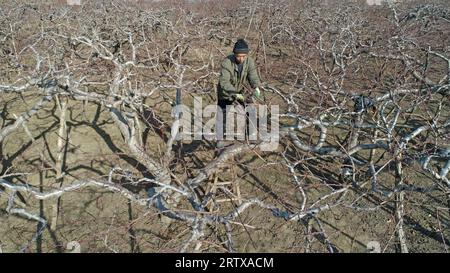 Il contadino sta potando gli alberi da frutto nel frutteto, nella Cina del Nord Foto Stock