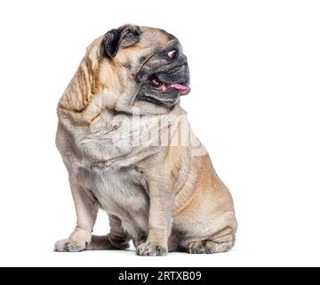 Cane Pug di sette anni seduto e guardando lontano a sinistra, testa di profilo perfetto, isolato su bianco Foto Stock