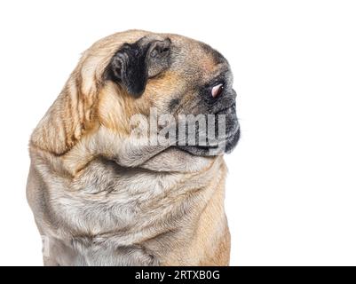 profilo perfetto della testa di un cane da carretto che guarda lontano, isolato su bianco Foto Stock