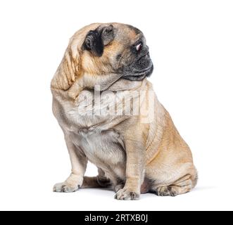 Cane Pug di sette anni seduto e guardando lontano a sinistra, testa di profilo perfetto, isolato su bianco Foto Stock