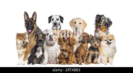 Un gruppo di cani di diverse dimensioni e razze che guardano la macchina fotografica, alcuni carini, piantanti o felici, di fila, isolati su bianco Foto Stock
