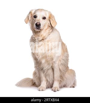 Seduto Golden Retriever, isolato su bianco Foto Stock