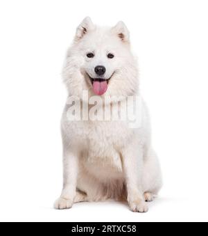Seduto cane Samoiato che canta, isolato su bianco Foto Stock
