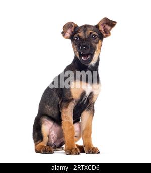 Cane aggressivo che ringhia e mostra le sue zanne, seduto, isolato su bianco Foto Stock