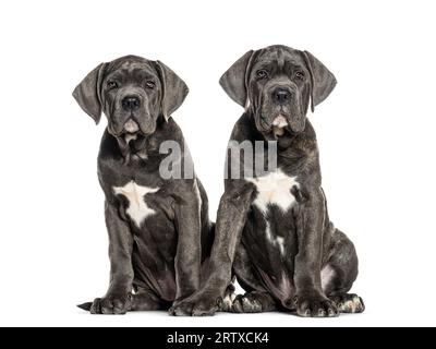 Cane corso cuccioli, dodici settimane, seduto insieme, isolato su bianco Foto Stock