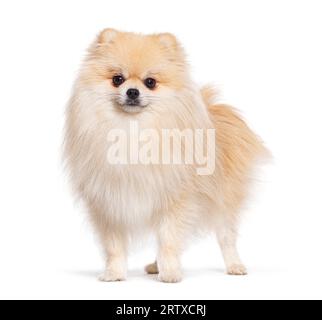 Cane della Pomerania in piedi davanti e guardando la telecamera, isolato su bianco Foto Stock