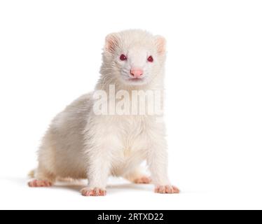 Albino bianco, Ferret in piedi proprio al centro guardando la telecamera, isolato su bianco Foto Stock