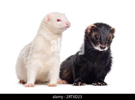 Due furetti in piedi insieme, isolati su bianco Foto Stock