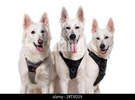 Colpo alla testa di un gruppo di cani da pastore svizzeri che pantano indossando un'imbracatura, isolati su bianco Foto Stock
