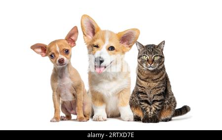 Allarme amichevole gli animali domestici si uniscono uno accanto all'altro in una fila guardando la fotocamera, isolati su bianco Foto Stock