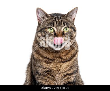 Colpo alla testa di un gatto incrociato Tabby a strisce che lecca le labbra in attesa di cibo, isolato su bianco Foto Stock