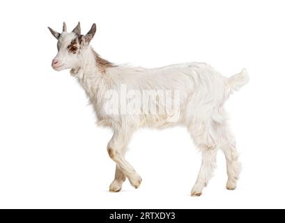 Capra Girgentana, razza siciliana, isolata su bianco Foto Stock