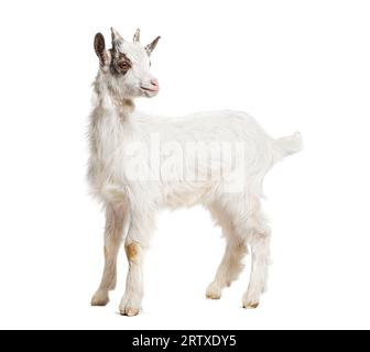 Capra Girgentana, razza siciliana, isolata su bianco Foto Stock