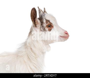 Capra Girgentana, razza siciliana, isolata su bianco Foto Stock