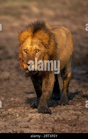 Il leone maschio sta fissando coperto di fango Foto Stock