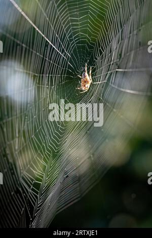 Un ragno comune (Araneus diadematus) gira una rete circolare di sfere nel giardino posteriore di una casa a sud di Londra, il 15 settembre 2023, a Londra, in Inghilterra. Foto Stock