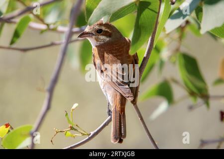 Shrike giovanile con sostegno rosso (Lanius collurio), parco nazionale di Etosha, Namibia Foto Stock