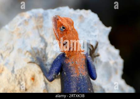 Male Namib Rock Agama (Agama planiceps), Parco Nazionale di Etosha, Namibia Foto Stock