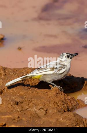 Bulbul con copertura scura Leucistica (Pycnonotus tricolor), Parco Nazionale di Pilanesberg, Sudafrica Foto Stock