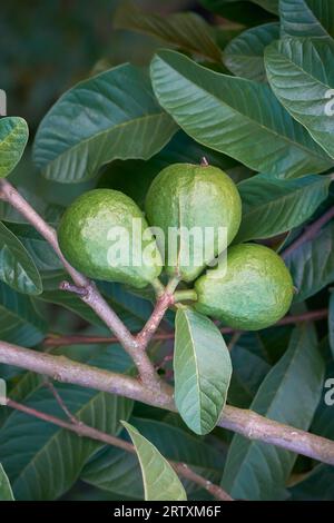 primo piano di frutta di guava sul ramo dell'albero, frutto tropicale comune a forma di pera che può essere mangiato fresco o utilizzato in varie applicazioni culinarie Foto Stock