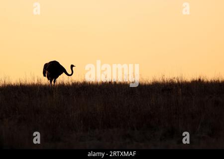 Sagoma di struzzo al tramonto, Kruger National Park, Sud Africa Foto Stock