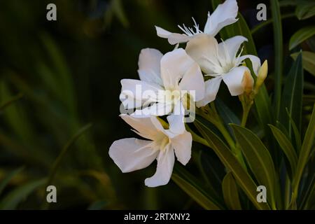 Diversi fiori di oleandro bianchi accentuati su sfondo scuro naturale con spazio per la copia a sinistra dell'immagine orizzontale ravvicinata Foto Stock